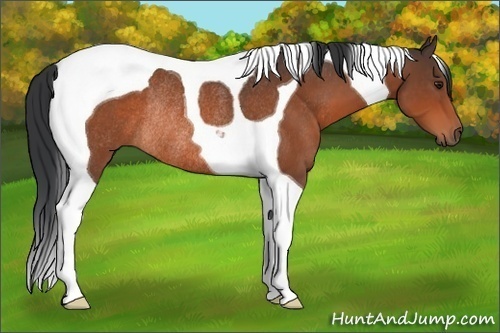 Horse Color:Brown Tobiano Rabicano