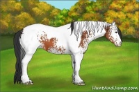 Horse Color:White Spotted Brown Tobiano 
