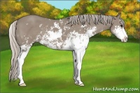Horse Color:Silver Grullo Sabino