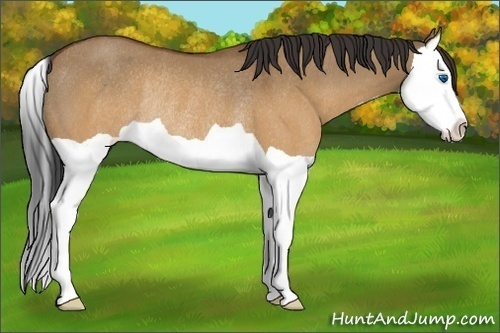 Horse Color:Brown Dun Splash Rabicano 