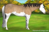 Horse Color:Brown Dun Splash Rabicano
