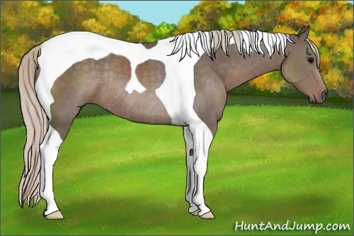 Horse Color:Silver Black Tobiano Rabicano 