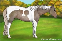 Horse Color:Silver Black Tobiano Rabicano 
