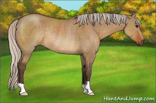 Horse Color:Silver Brown Dun Rabicano 