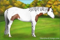 Horse Color:Brown Splash Tobiano Rabicano 