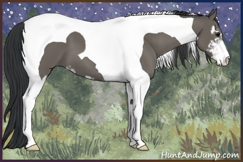 Horse Color:Grullo Sabino Tobiano 