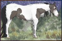 Horse Color:Grullo Sabino Tobiano 