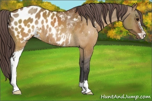 Horse Color:Brown Dun Sabino Appaloosa Rabicano