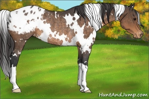 Horse Color:White Spotted Buckskin Appaloosa Rabicano 