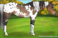 Horse Color:White Spotted Buckskin Appaloosa Rabicano 