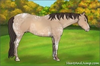 Horse Color:Amber Champagne Ice Sabino