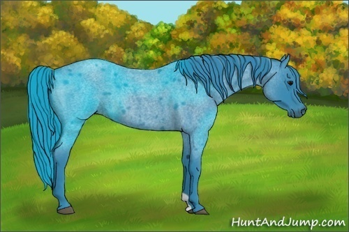 Horse Color:Watercolor Blue Roan 