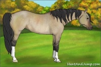 Horse Color:Bay Dun Rabicano 