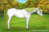 Horse Color:Painted White Spotted Grullo Appaloosa Rabicano 