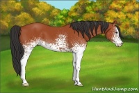 Horse Color:White Spotted Bay 