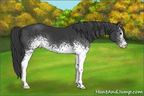 Horse Color:White Spotted Black 