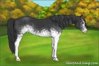 Horse Color:White Spotted Black