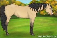 Horse Color:Bay Dun 