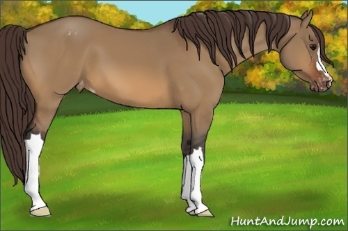 Horse Color:Bay Dun Appaloosa 