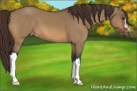 Horse Color:Bay Dun Appaloosa 