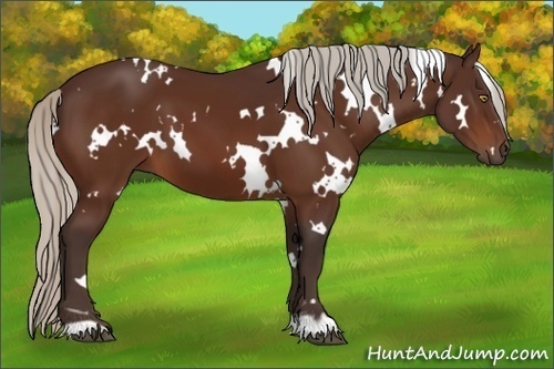 Horse Color:White Spotted Silver Bay 