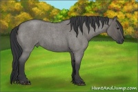 Horse Color:Grullo Roan 