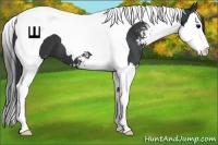 Horse Color:Black Sabino Splash Tobiano 