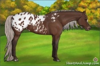 Horse Color:Silver Brown Appaloosa