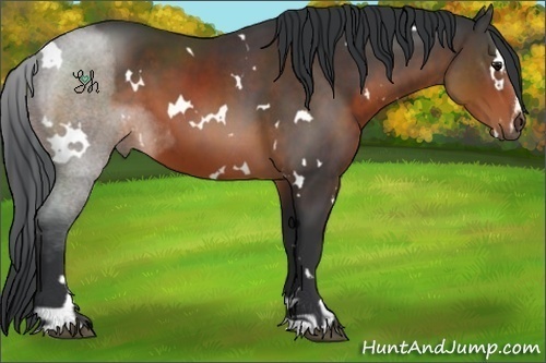 Horse Color:White Spotted Brown Sabino 