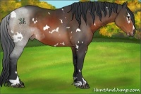 Horse Color:White Spotted Brown Sabino 
