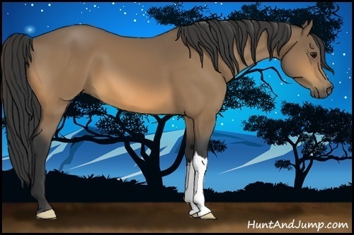 Horse Color:Buckskin 