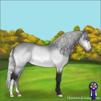 Horse Color:Silver Brown Chinchilla 