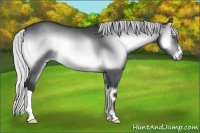 Horse Color:Silver Brown Chinchilla Onyx 