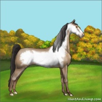 Horse Color:Sable Champagne Frame 