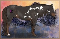 Horse Color:White Spotted Liver Chestnut Sabino 