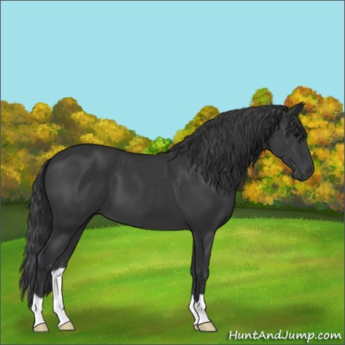Horse Color:Black 