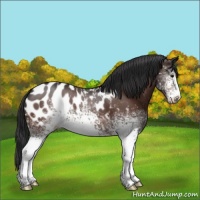 Horse Color:White Spotted Bay Appaloosa 