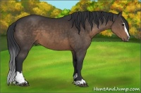 Horse Color:Brown Sabino