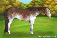 Horse Color:White Spotted Liver Chestnut 