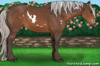 Horse Color:White Spotted Silver Brown
