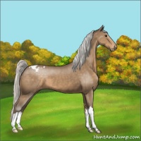 Horse Color:Silver Buckskin Appaloosa 