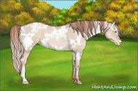 Horse Color:White Spotted Buckskin Pearl Varnish 