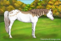 Horse Color:Red Dun Splash Snowflake Varnish