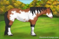 Horse Color:Bay Frame 