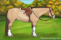 Horse Color:Amber Champagne Rabicano 