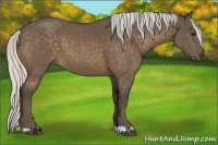 Horse Color:Silver Buckskin 