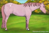 Horse Color:Watercolor Red Dun Appaloosa 