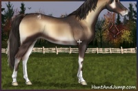 Horse Color:Liver Red Onyx Appaloosa 