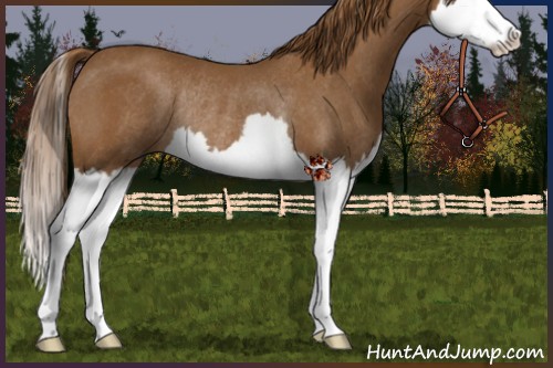 Horse Color:Chestnut Sabino Splash Rabicano 