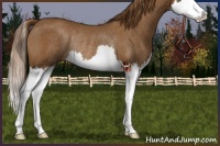 Horse Color:Chestnut Sabino Splash Rabicano 